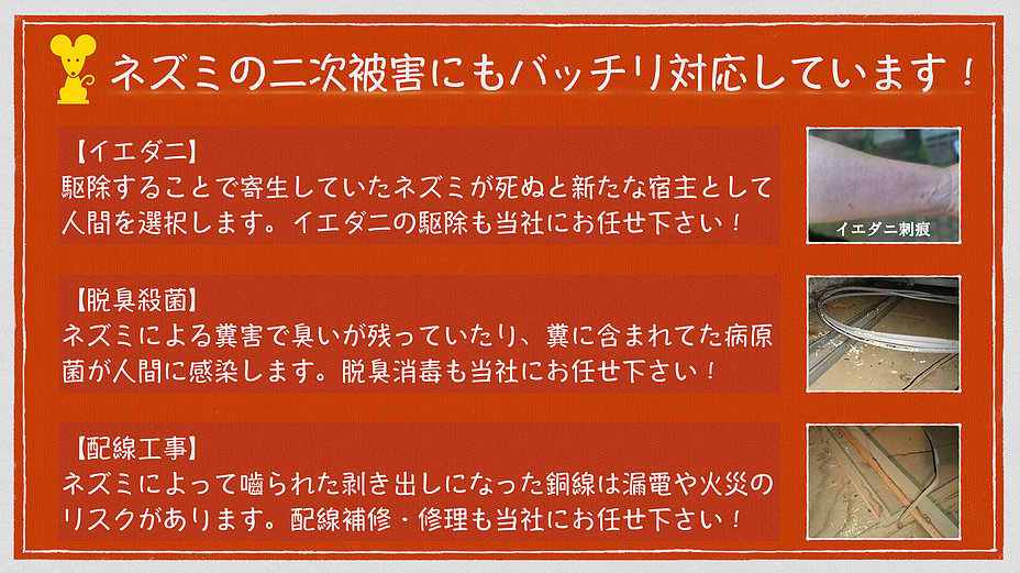 ネズミの二次被害にもバッチリ対応しています！イエダニ（駆除することで寄生していたネズミが死ぬと新たな宿主として人間を選択します。イエダニの駆除も当社にお任せ下さい！）・脱臭殺菌（ネズミのよる糞害で臭いが残っていたり、糞に含まれてた病原菌が人間に感染します。脱臭消毒も当社にお任せ下さい！）・配線工事（ネズミによって齧られた剥き出しになった銅線は漏電や火災のリスクがあります。配線補修・修理も当社にお任せ下さい！）