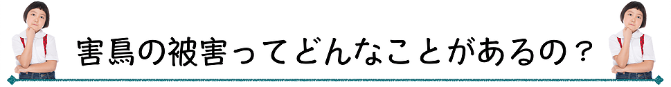 害鳥の被害ってどんなことがあるの？