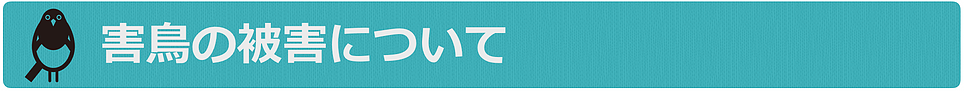 害鳥の被害について