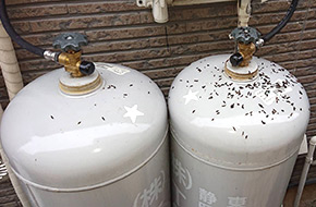 屋外糞による汚染