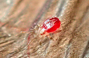 イエダニ等の吸血害虫が発生"