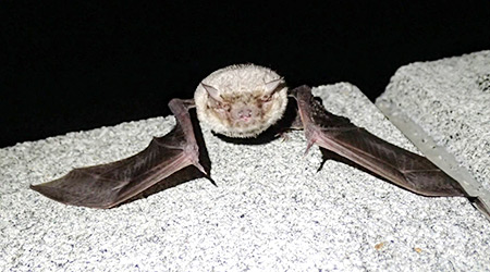 台所に黒っぽい糞がある!?