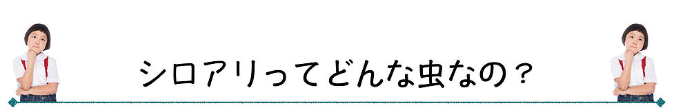 シロアリってどんな虫なの？