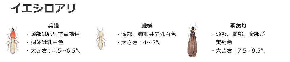 イエシロアリ（兵蟻、職蟻、羽あり）