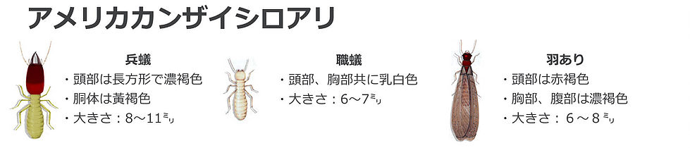 アメリカカンザイシロアリ（兵蟻、職蟻、羽あり）