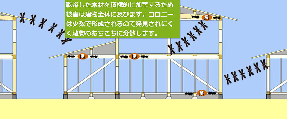 乾燥した木材を積極的に加害するため被害は建物全体に及びます。コロニーは少数で形成されるので発見されにくく建物のあちこちに分散します。