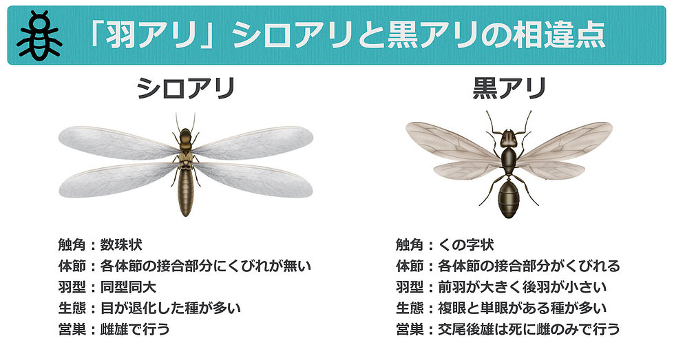 「羽根アリ」シロアリと黒アリの相違点